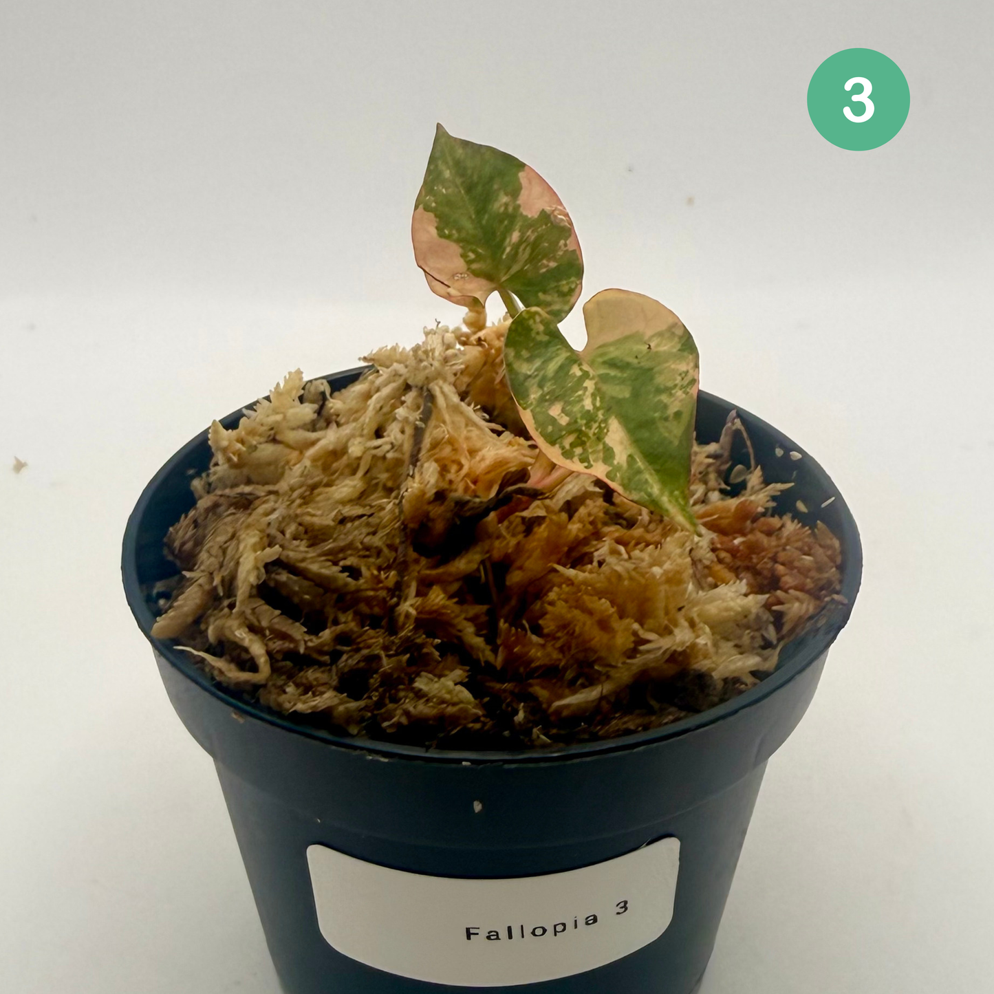 Fallopia Multiflora Variegata