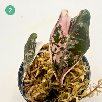 Alocasia Sanderiana Nobilis Pink Variegata