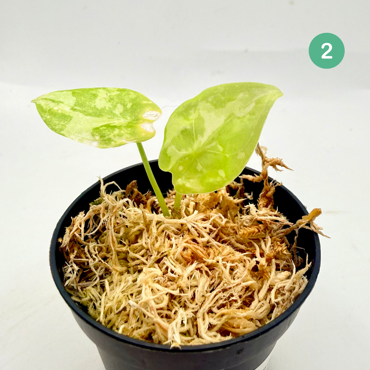 Alocasia Acuminata Albo Variegata