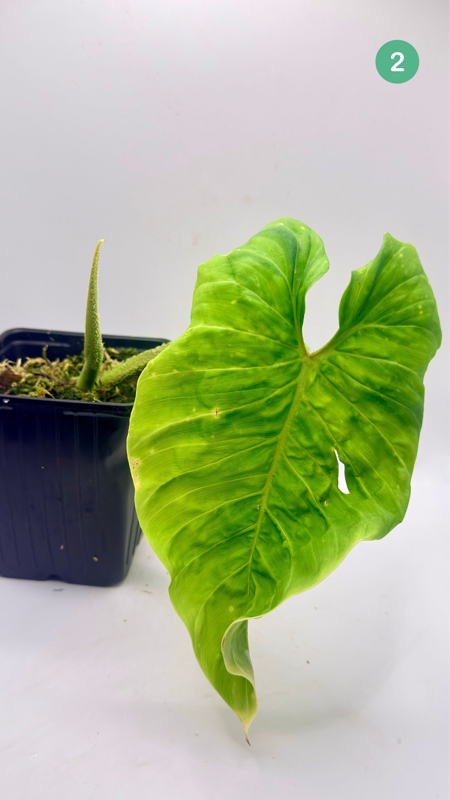 Philodendron Titanium (Serpens x Verrucosum)