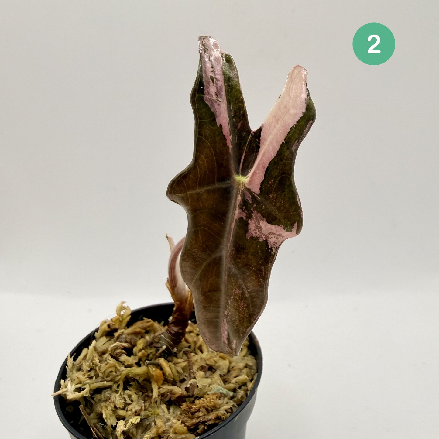 Alocasia Sanderiana Nobilis Pink Variegata