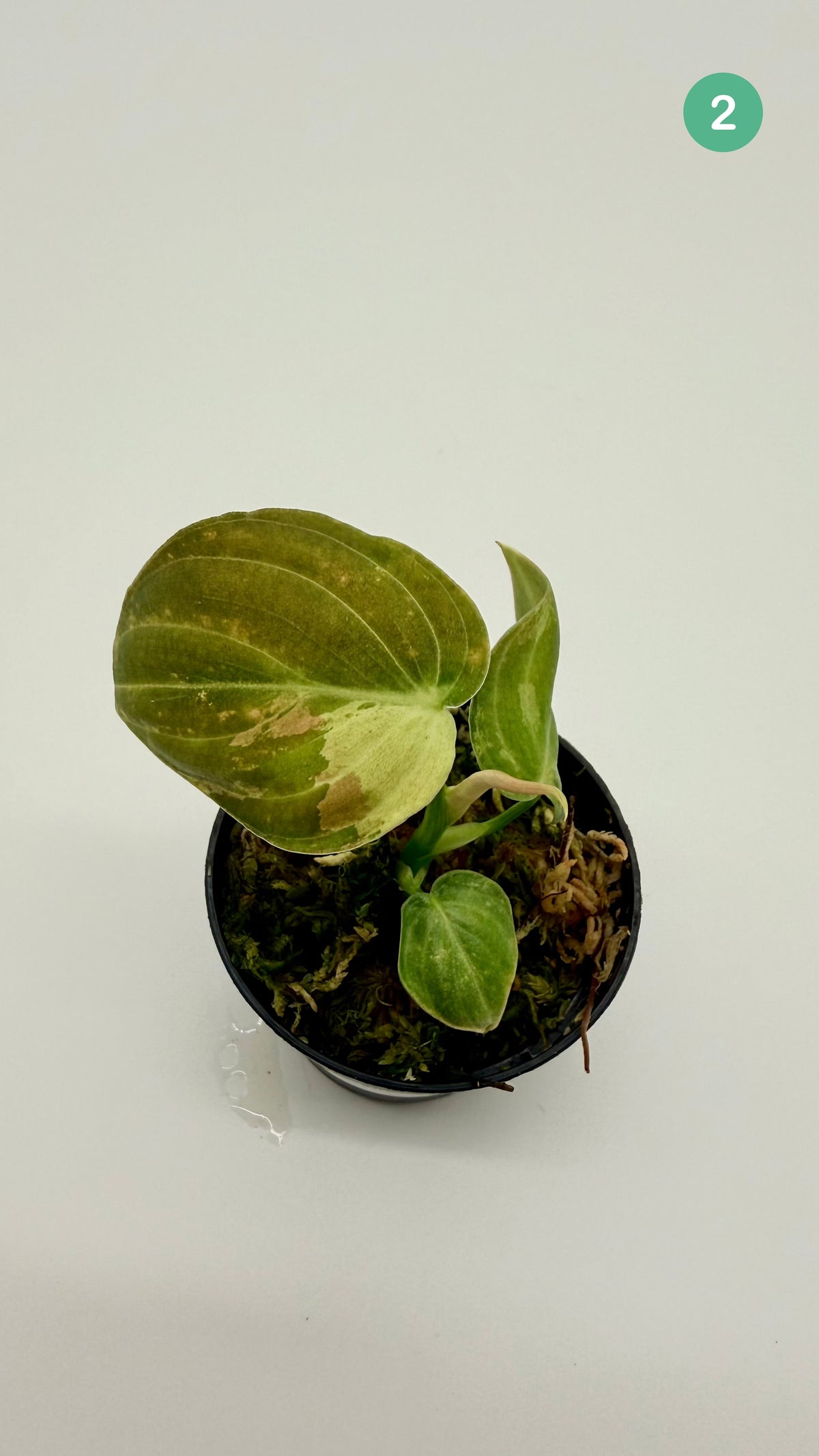 Philodendron Melanochrysum Orange/Pink Variegata