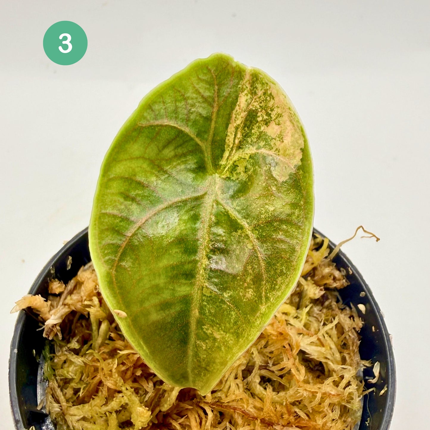 Alocasia Azlanii Aurea Variegata