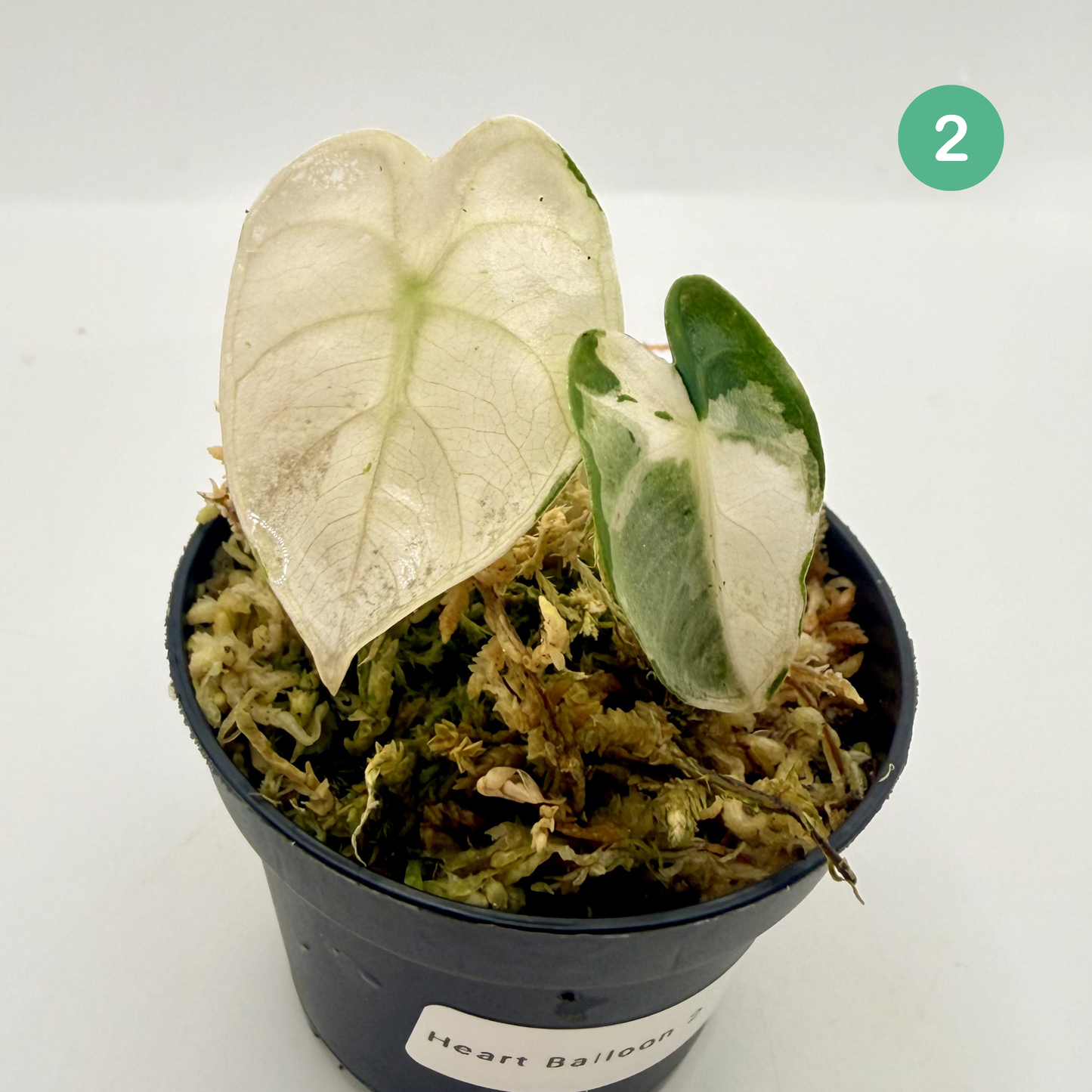 Alocasia Heart Balloon Pink/Albo Variegata