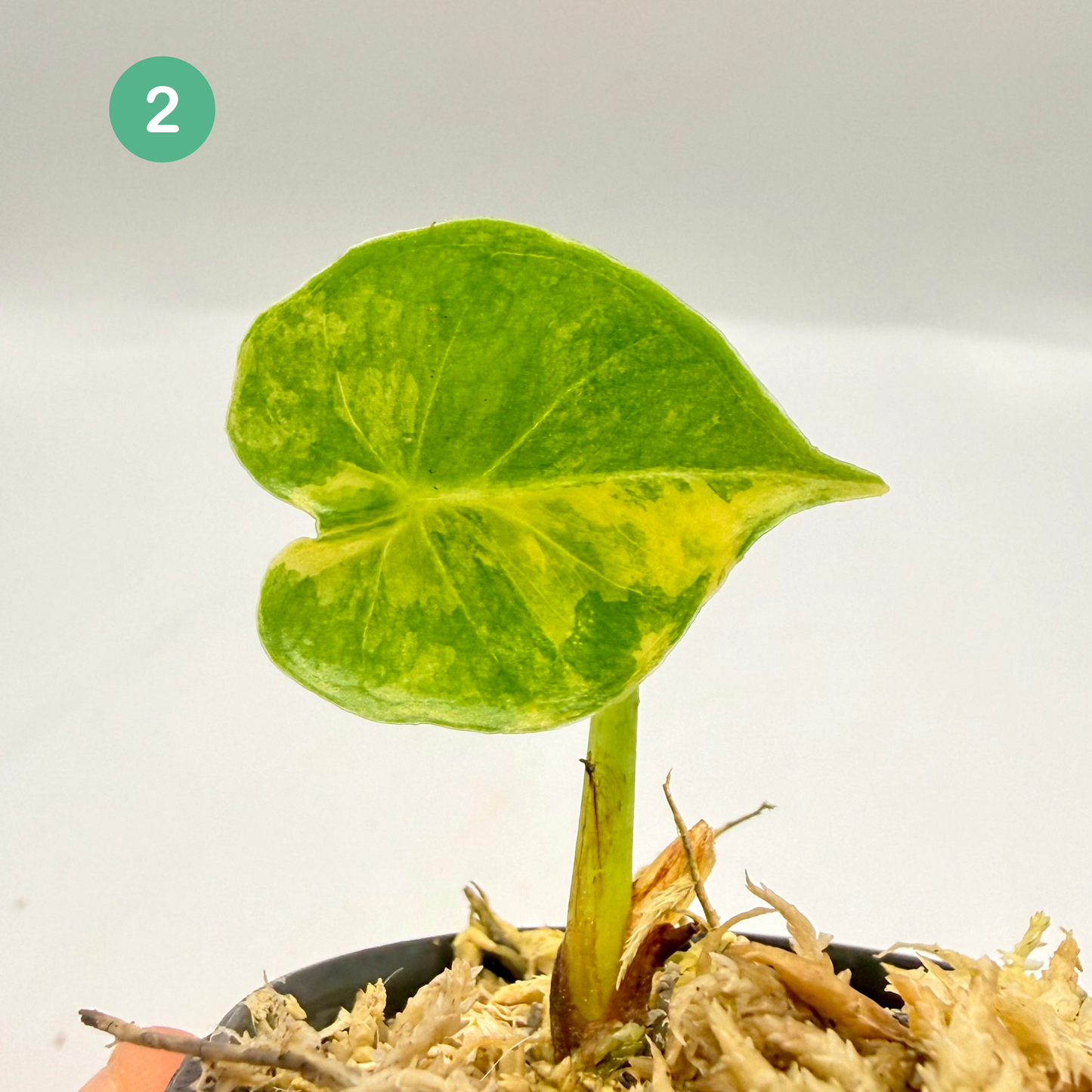 Alocasia Frydek Dorayaki - London Eye - Aurea Variegata