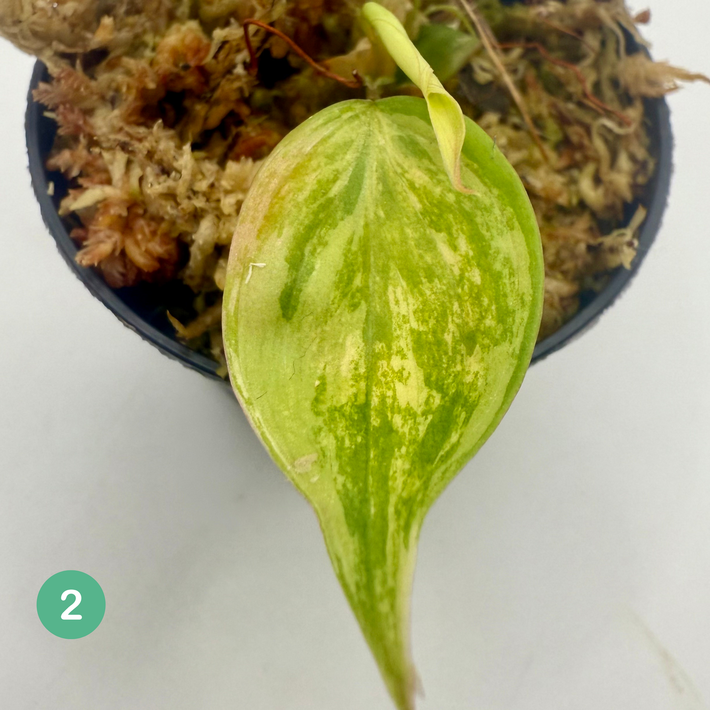 Philodendron Micans Pink/Aurea/Albo Variegated