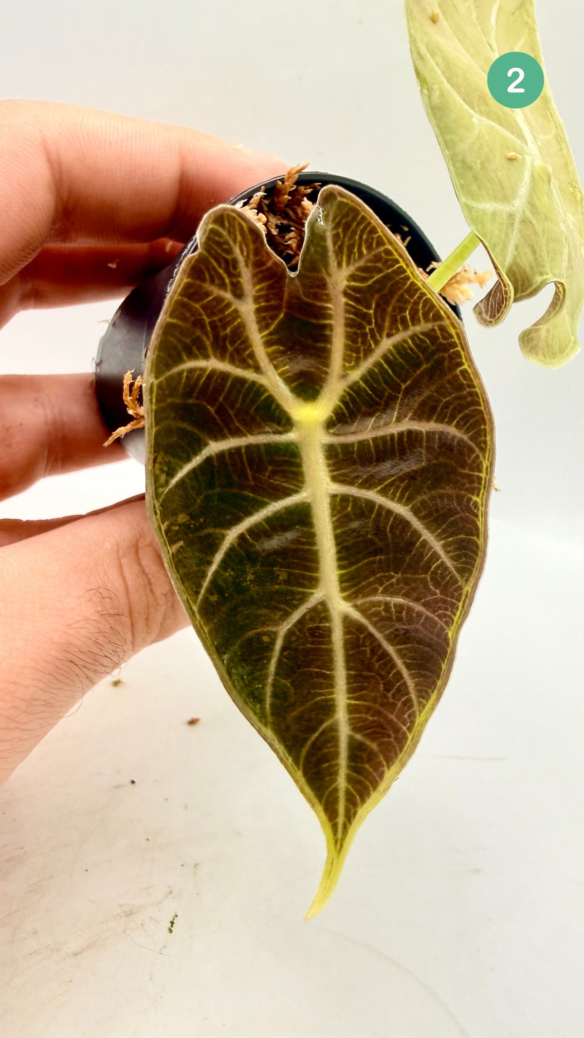 Alocasia Watsoniana Doff - Albo/Pink Variegata
