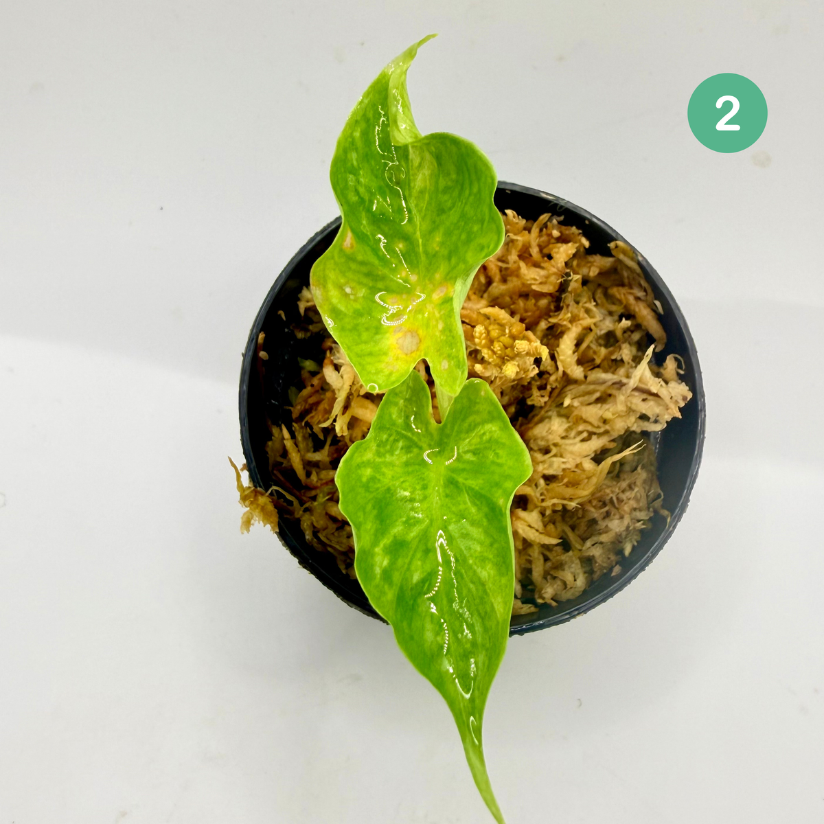 Alocasia Puber Aurea Variegata