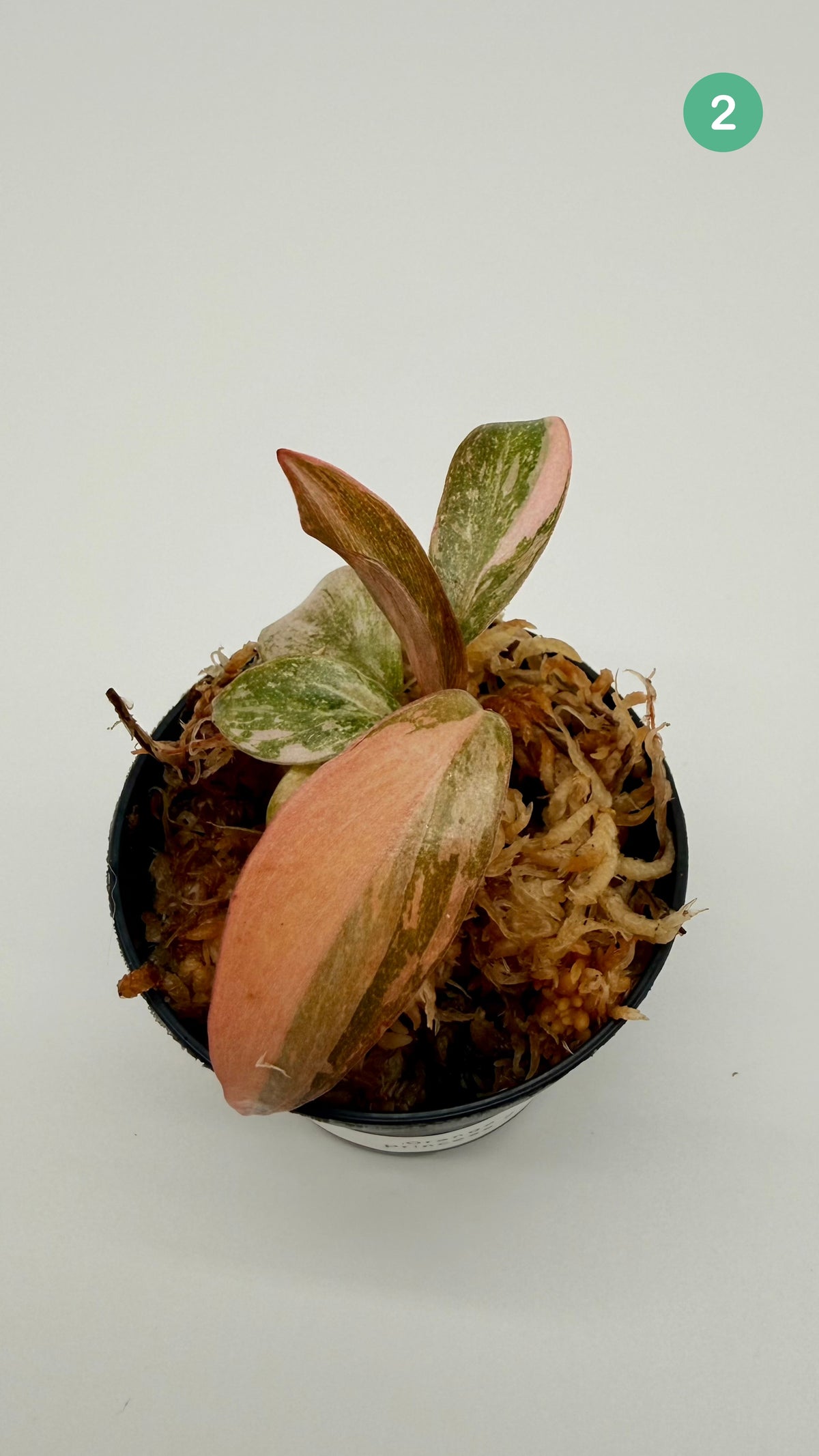 Philodendron Orange Princess Variegated