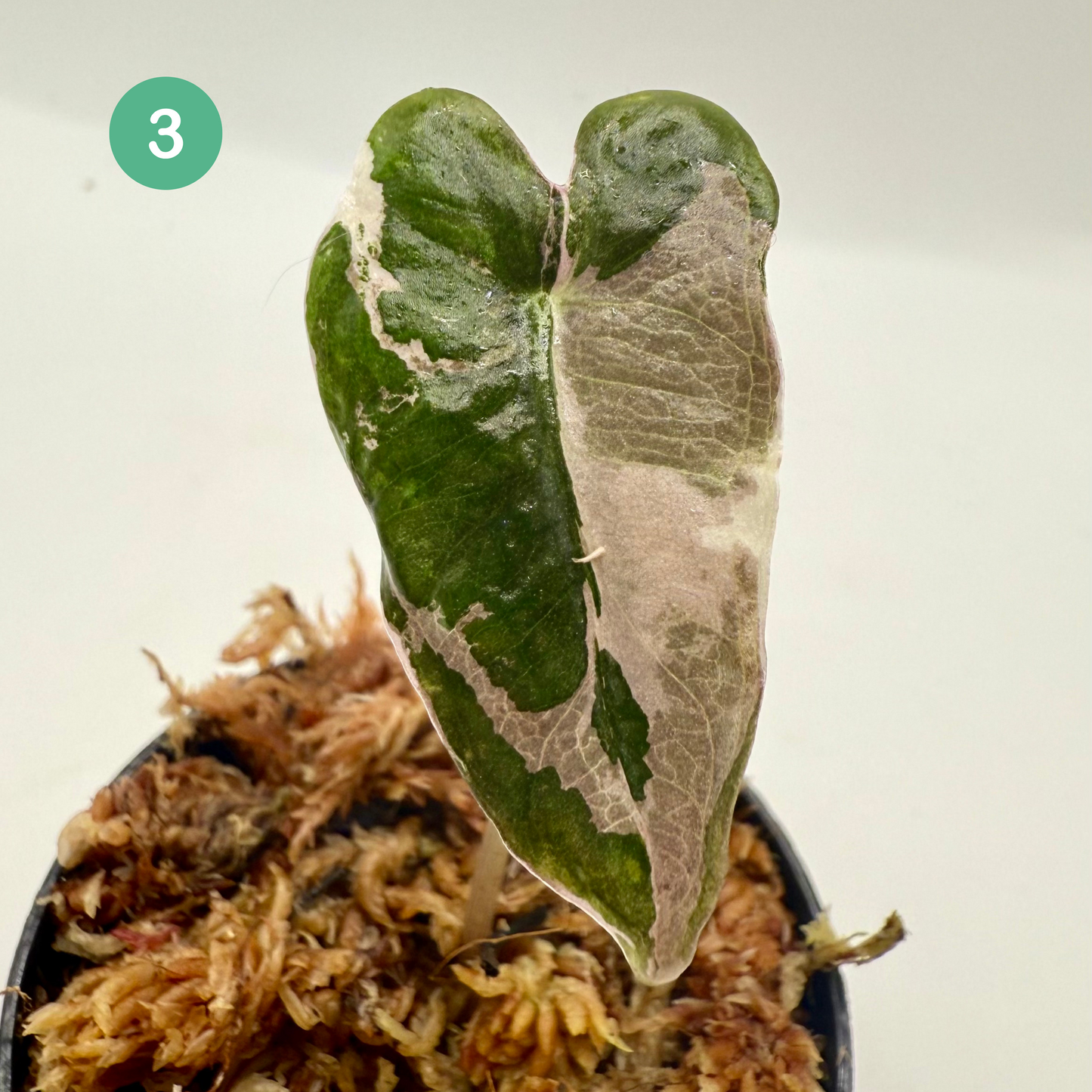 Alocasia Sanderiana Nobilis Pink Variegata
