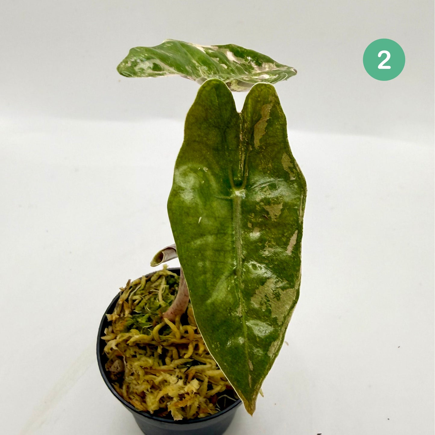 Alocasia Pseudo Sanderiana Albo/Pink Variegata