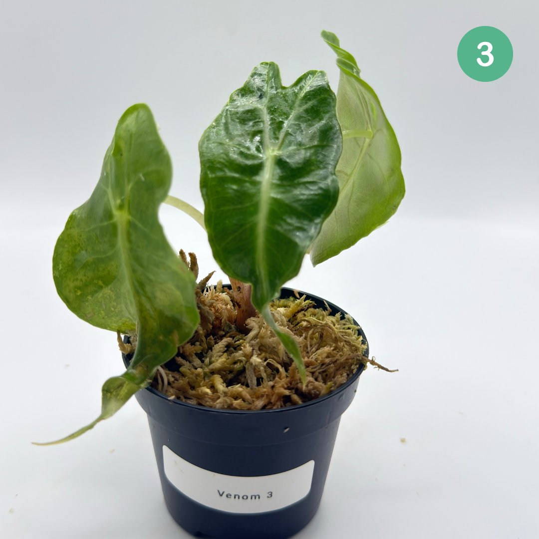 Alocasia Venom