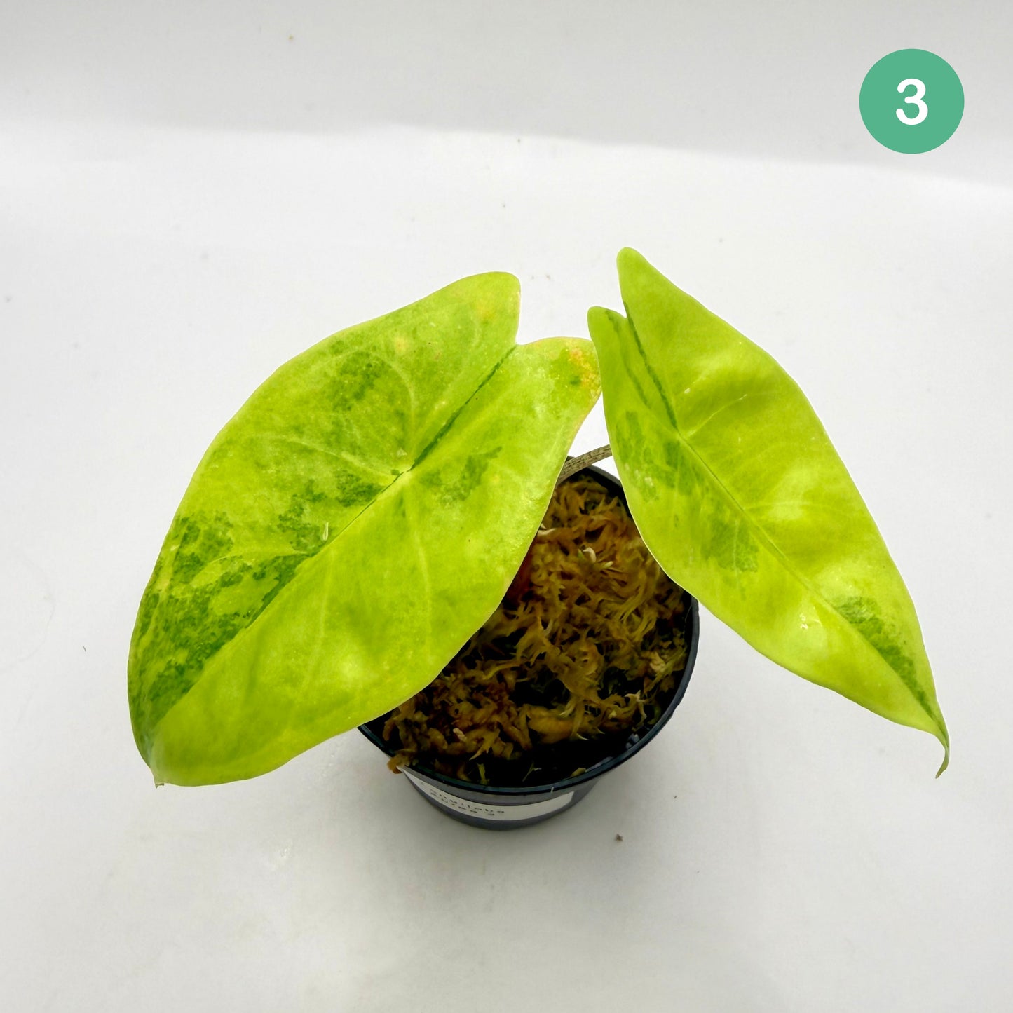 Alocasia Longiloba Aurea Variegata