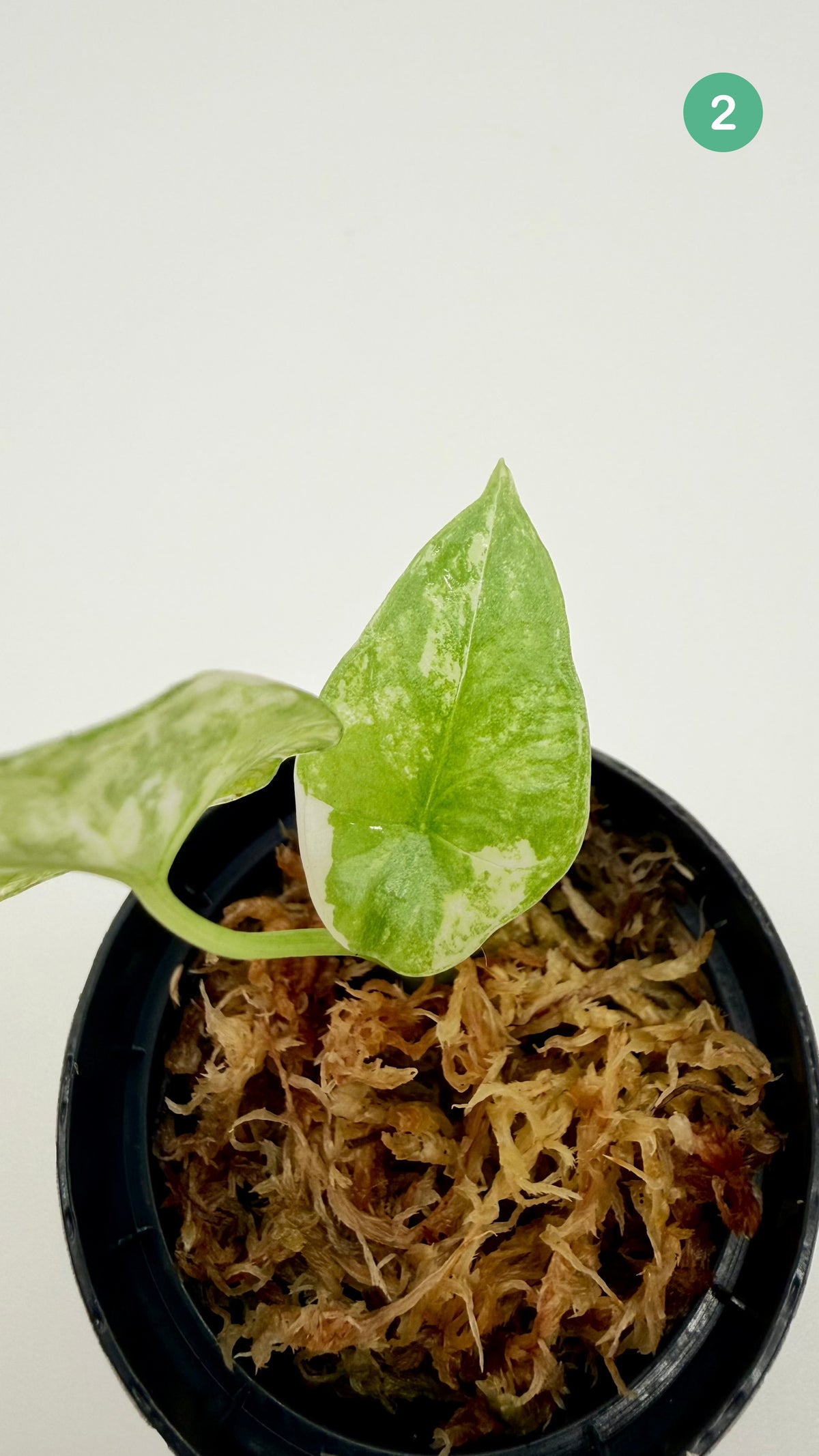 Alocasia Sinuata Albo Variegata