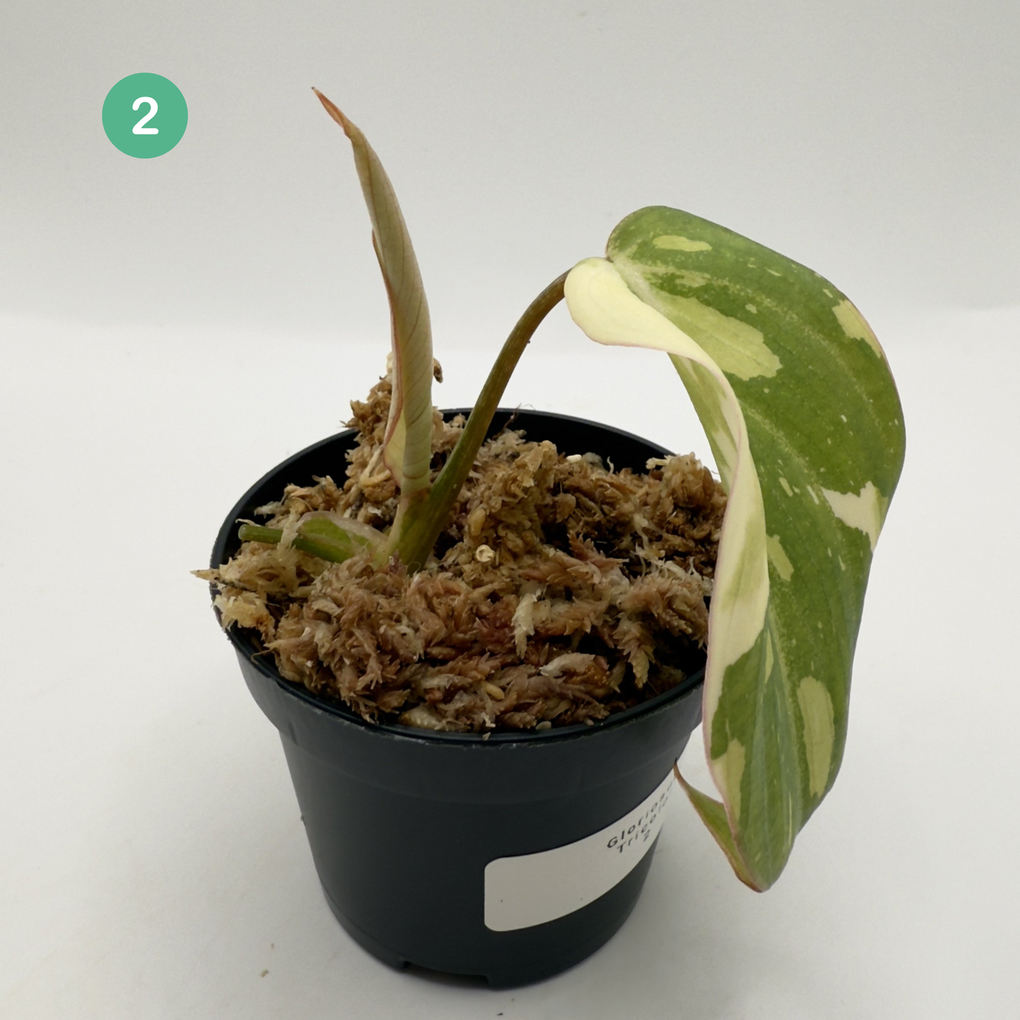 Philodendron Gloriosum Tricolor/Galaxy Variegated