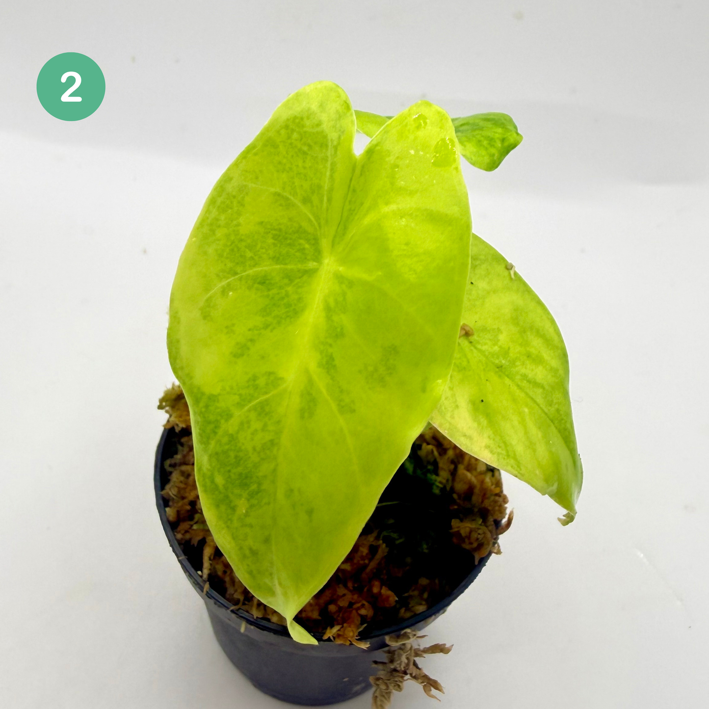 Alocasia Longiloba Aurea Variegata