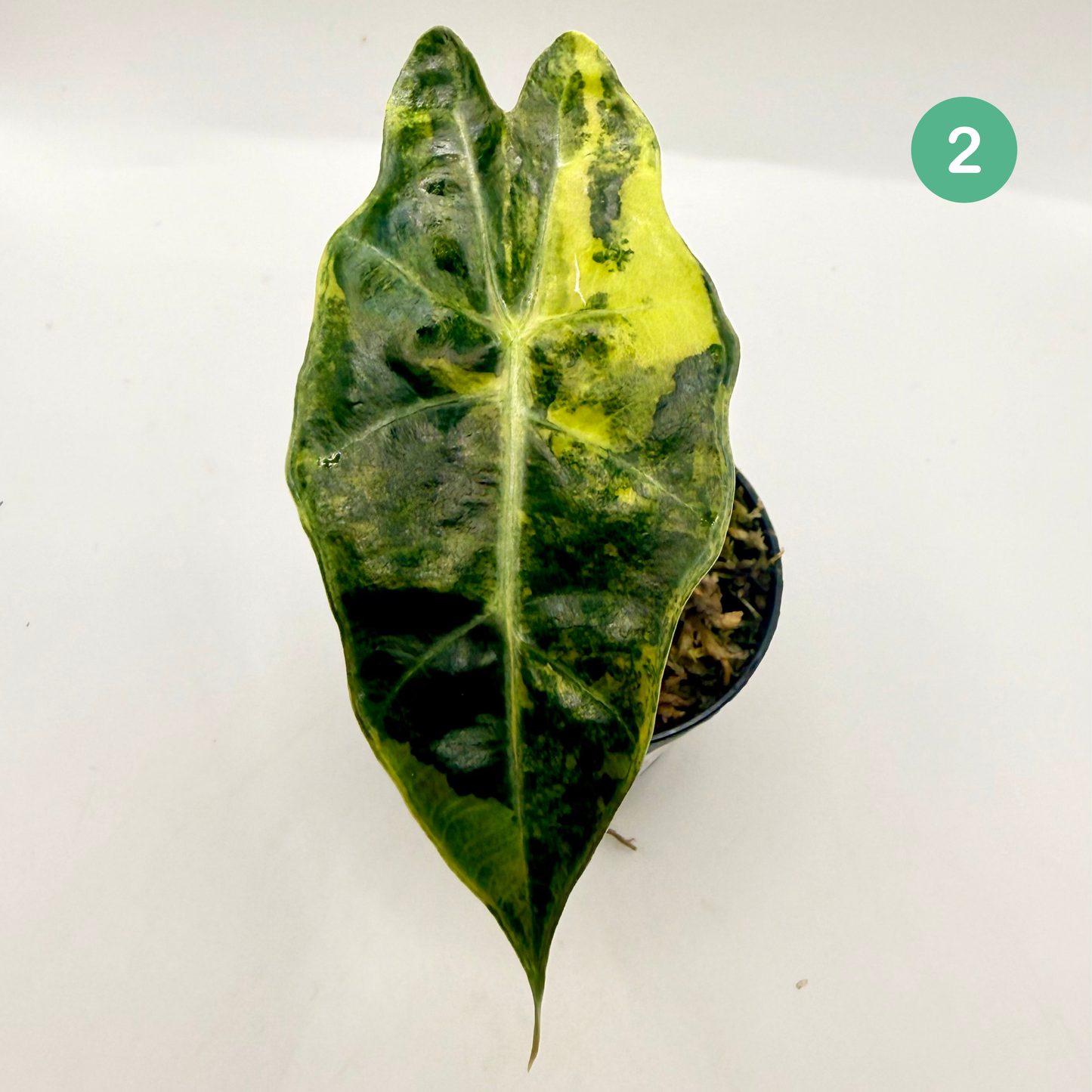 Alocasia Sanderiana Bull Aurea Variegata