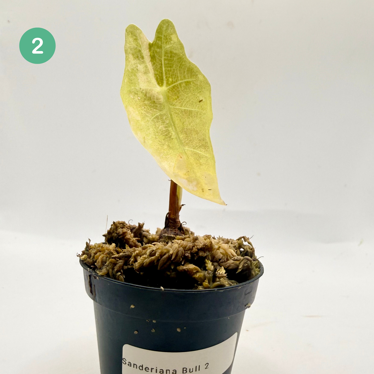 Alocasia Sanderiana Bull Aurea Variegata