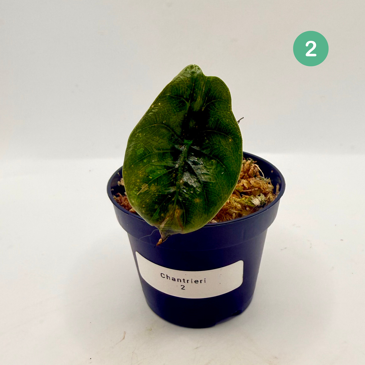 Alocasia Chantrieri Pink Variegata