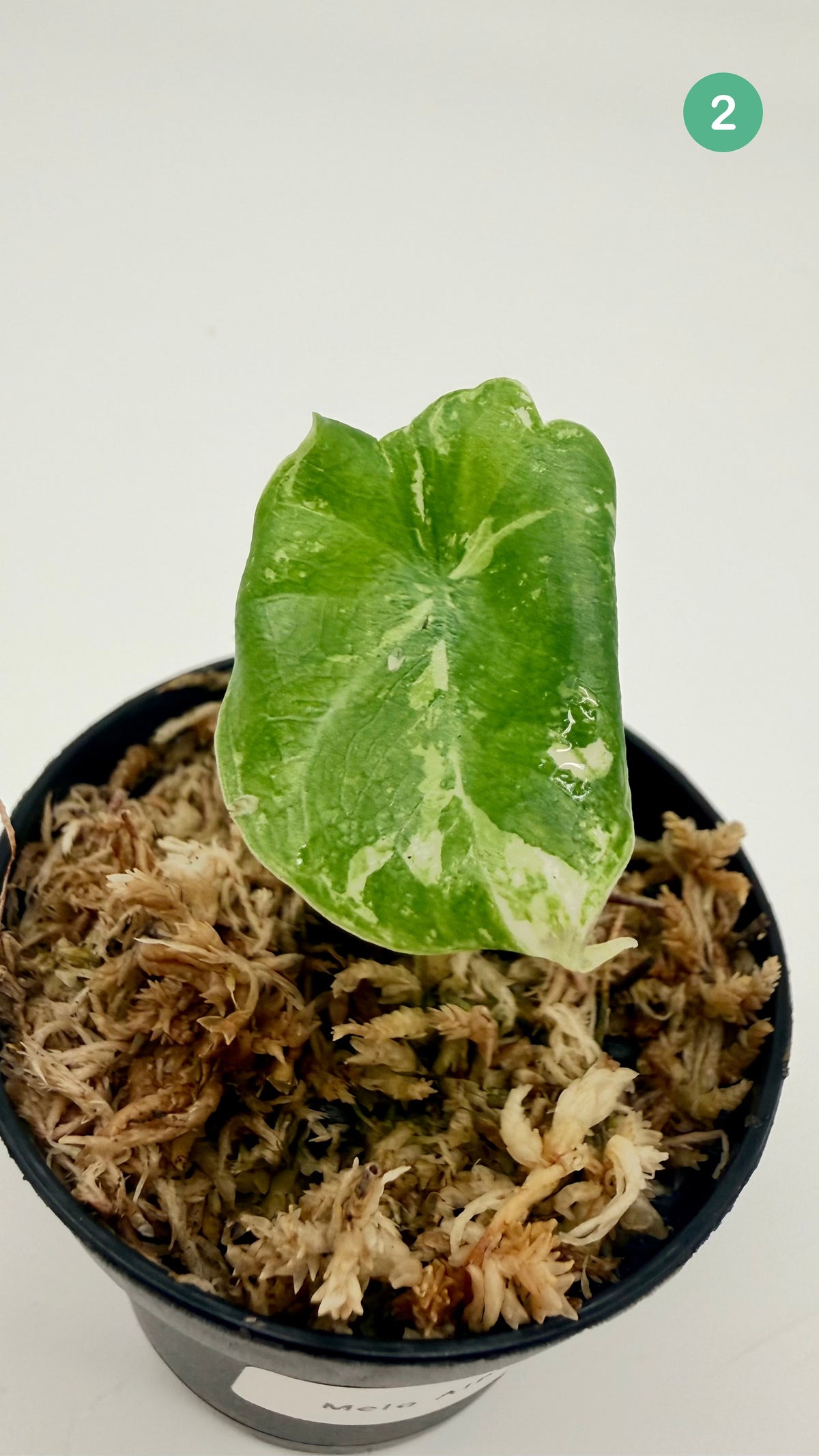 Alocasia Melo Albo Variegata