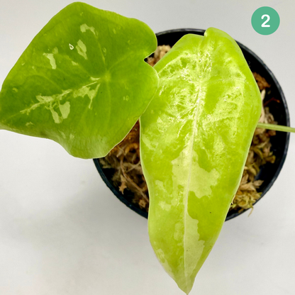 Alocasia Acuminata Albo Variegata