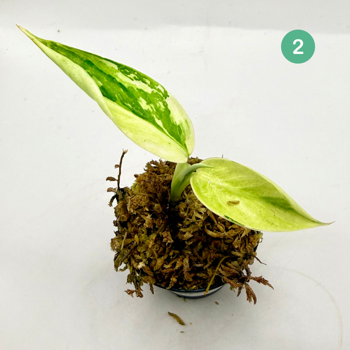 Philodendron Billietiae x José Buono Variegated