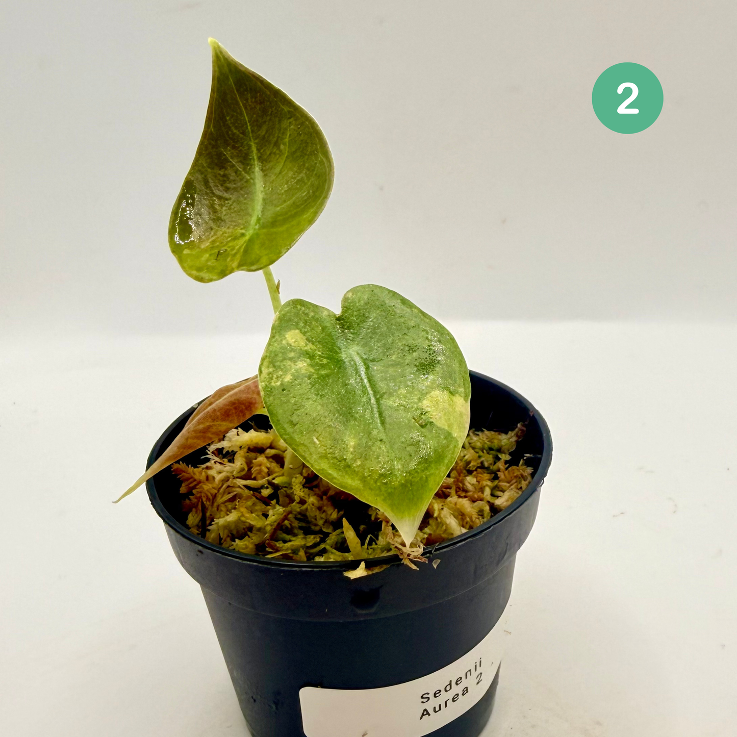 Alocasia Sedenii Aurea Variegata
