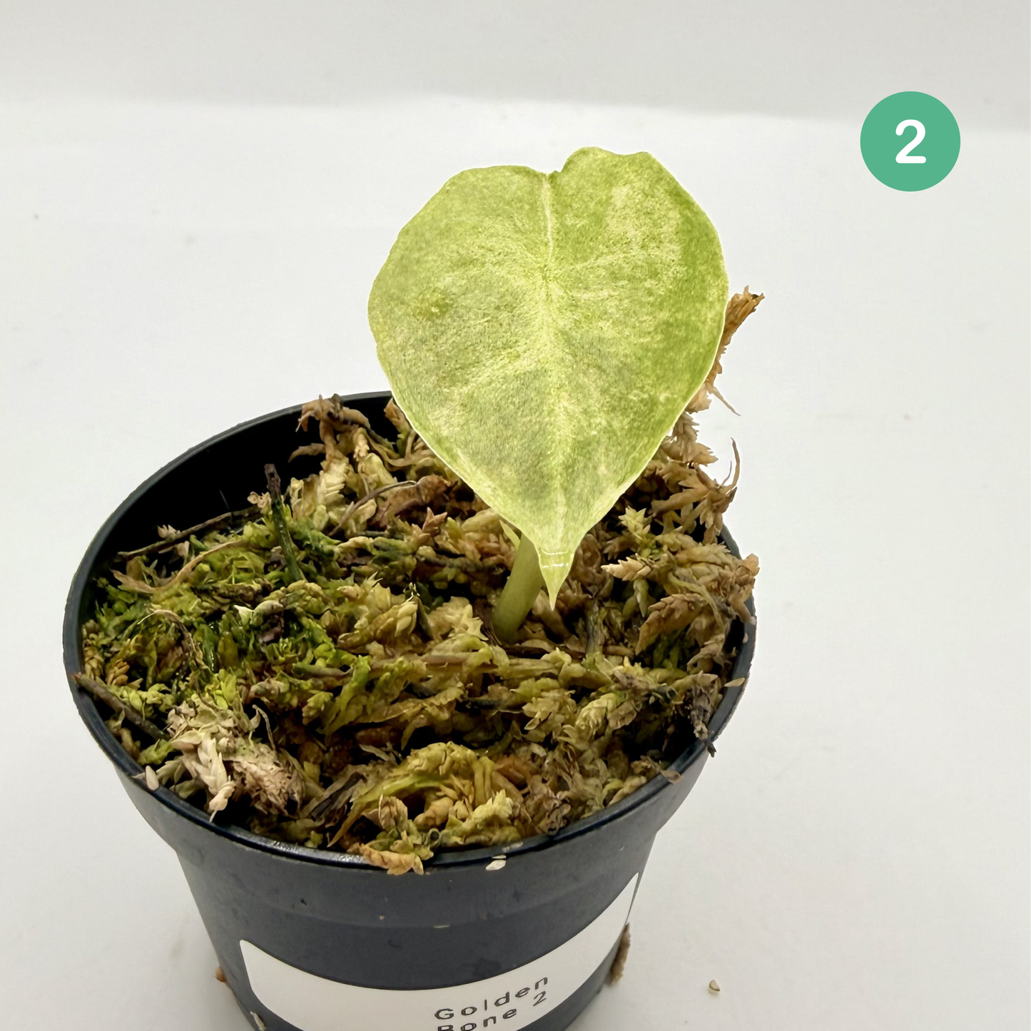 Alocasia Golden Bone Mint/Pink Variegata