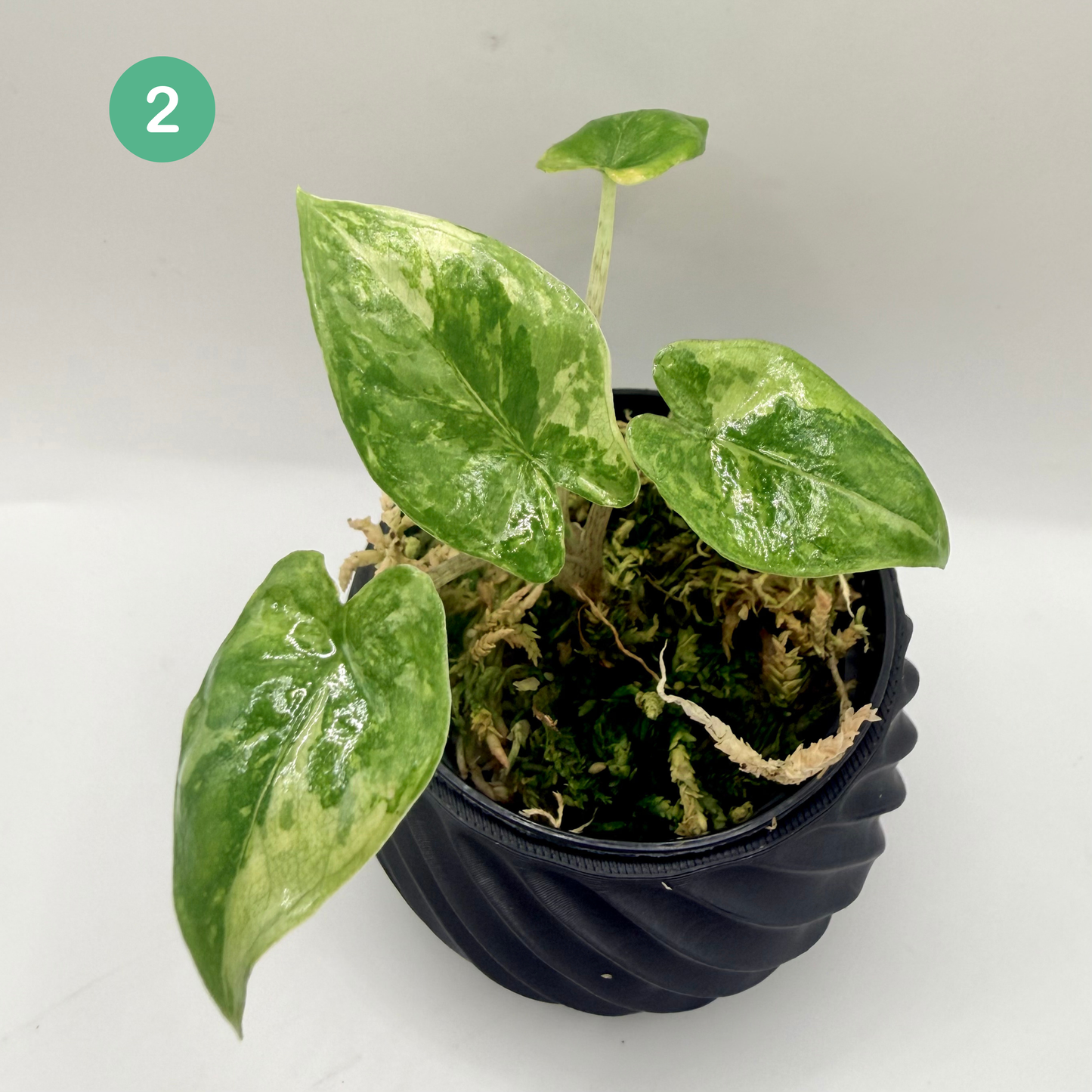 Alocasia Corazón Albo Variegata