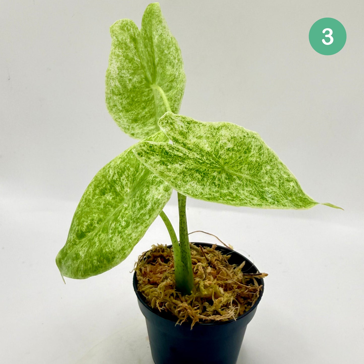Alocasia Longiloba Mottled Variegata