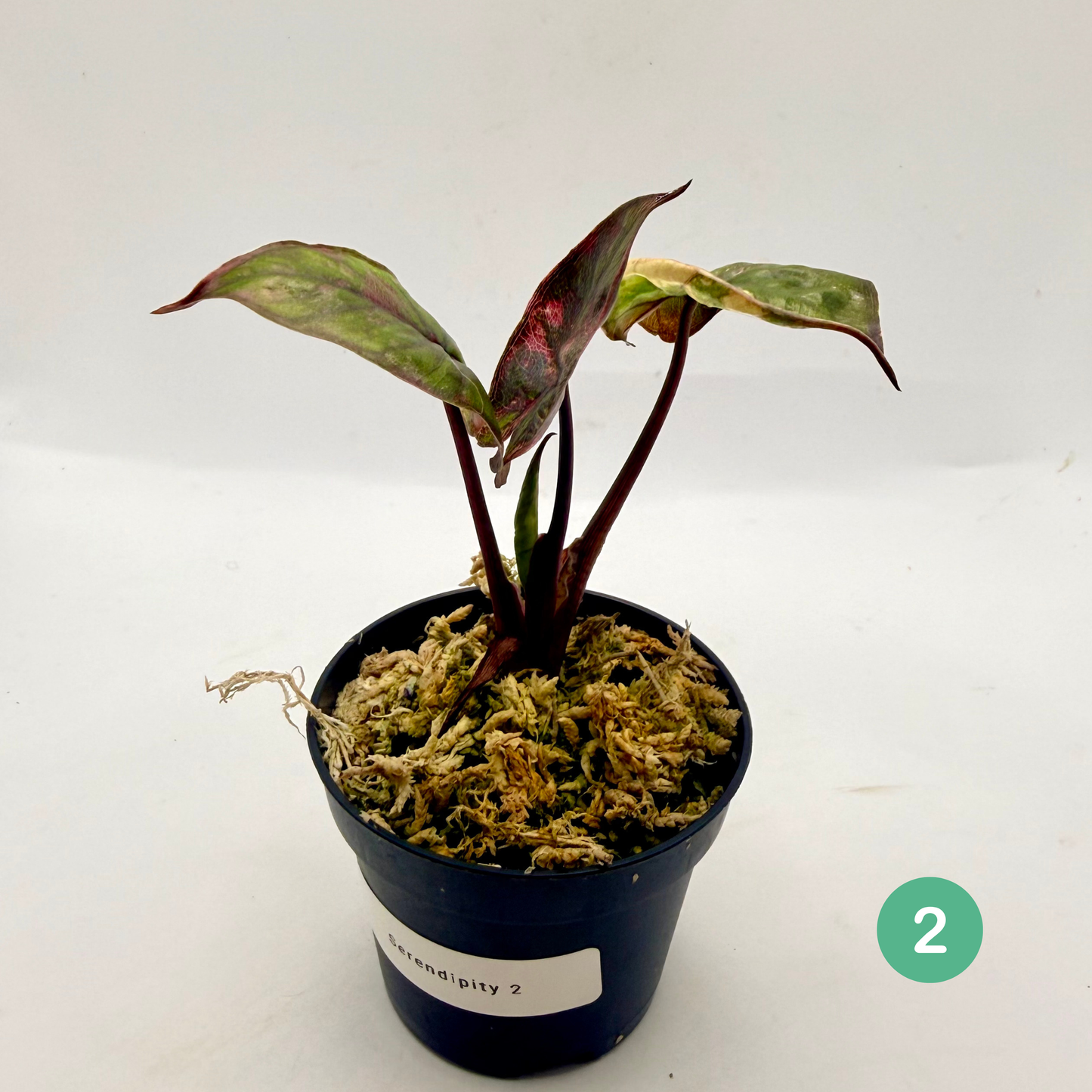 Alocasia Serendipity Variegata