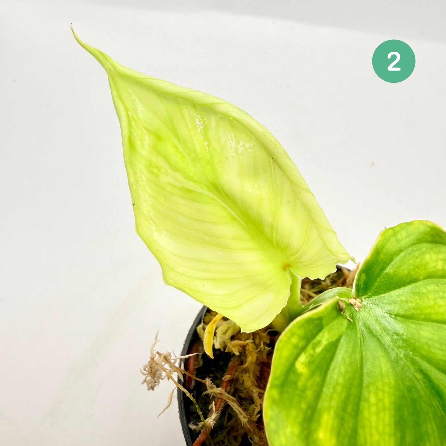 Philodendron Plowmanii Variegated