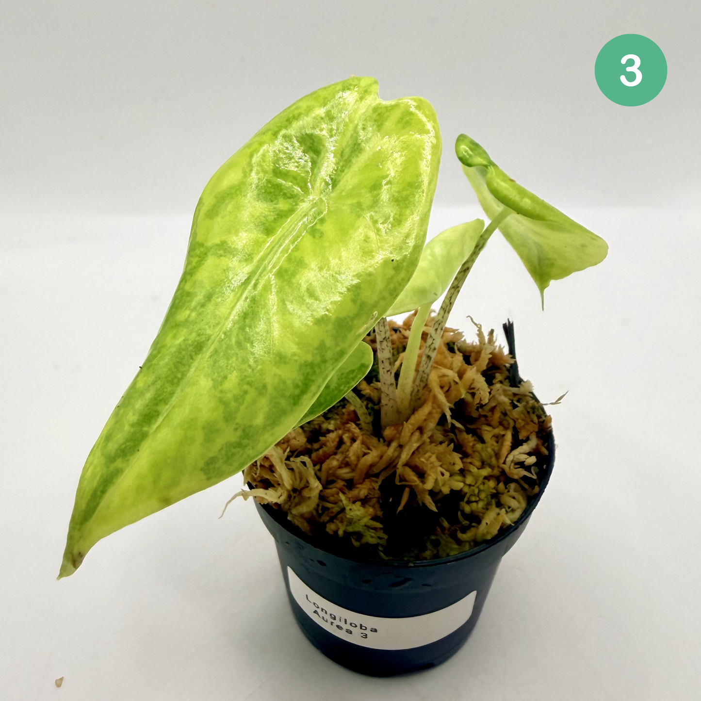 Alocasia Longiloba Aurea Variegata