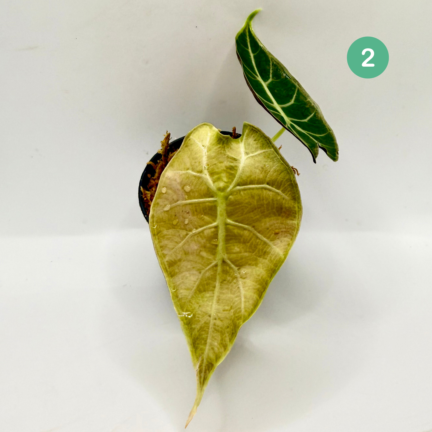 Alocasia Watsoniana Doff - Albo/Pink Variegata