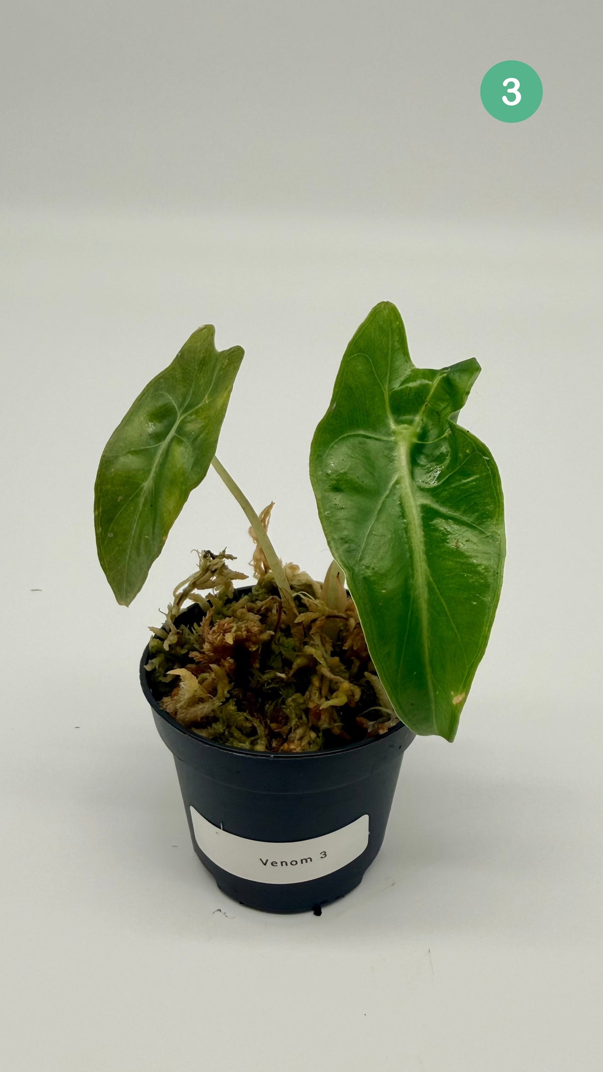 Alocasia Venom