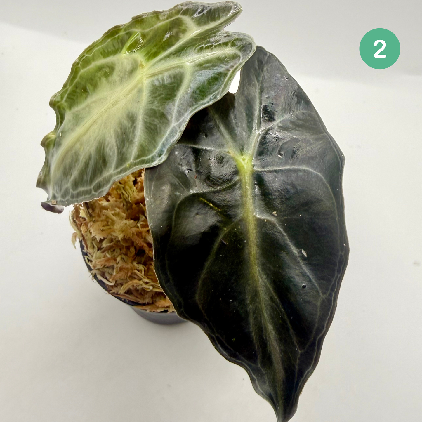 Alocasia Venom