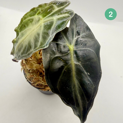 Alocasia Venom