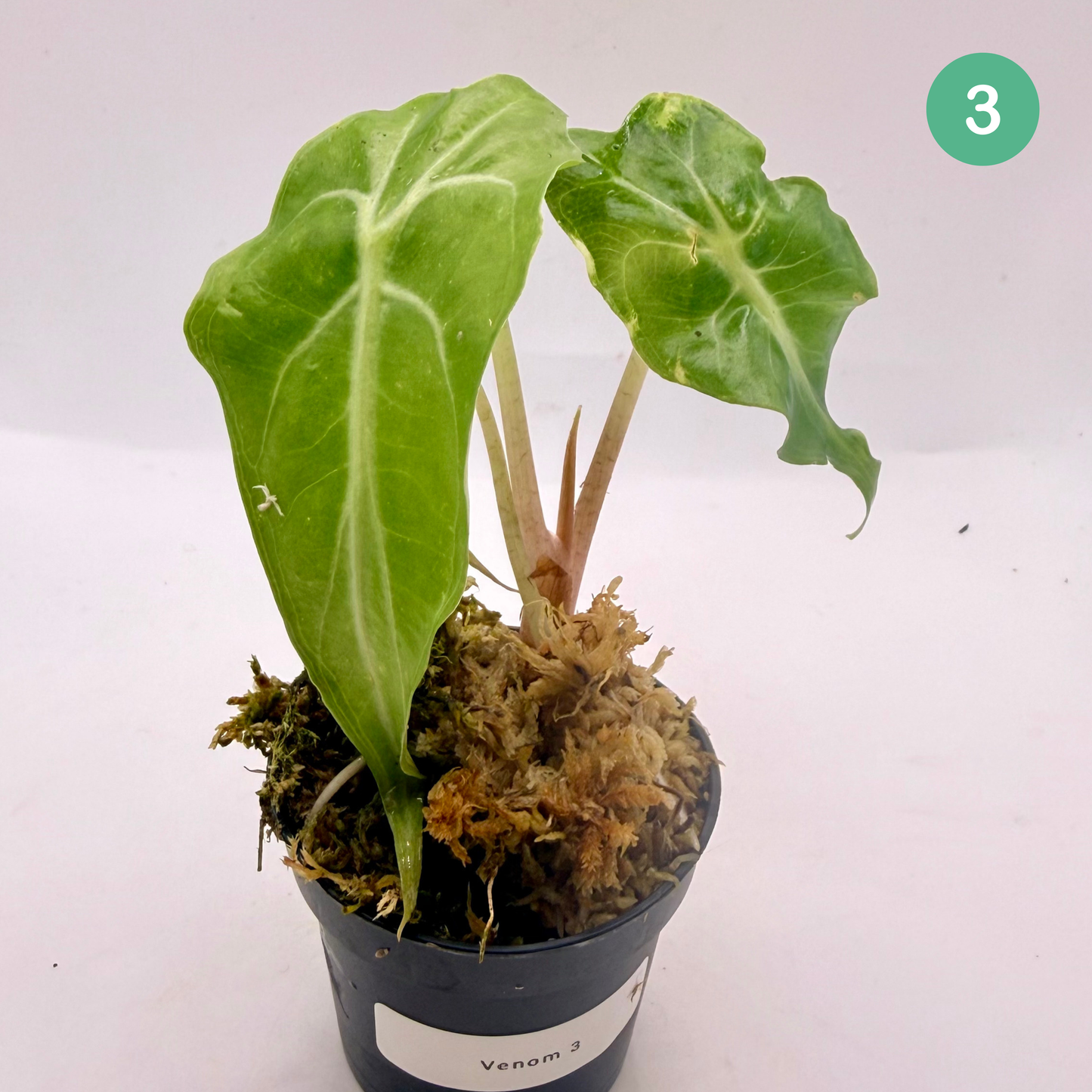 Alocasia Venom