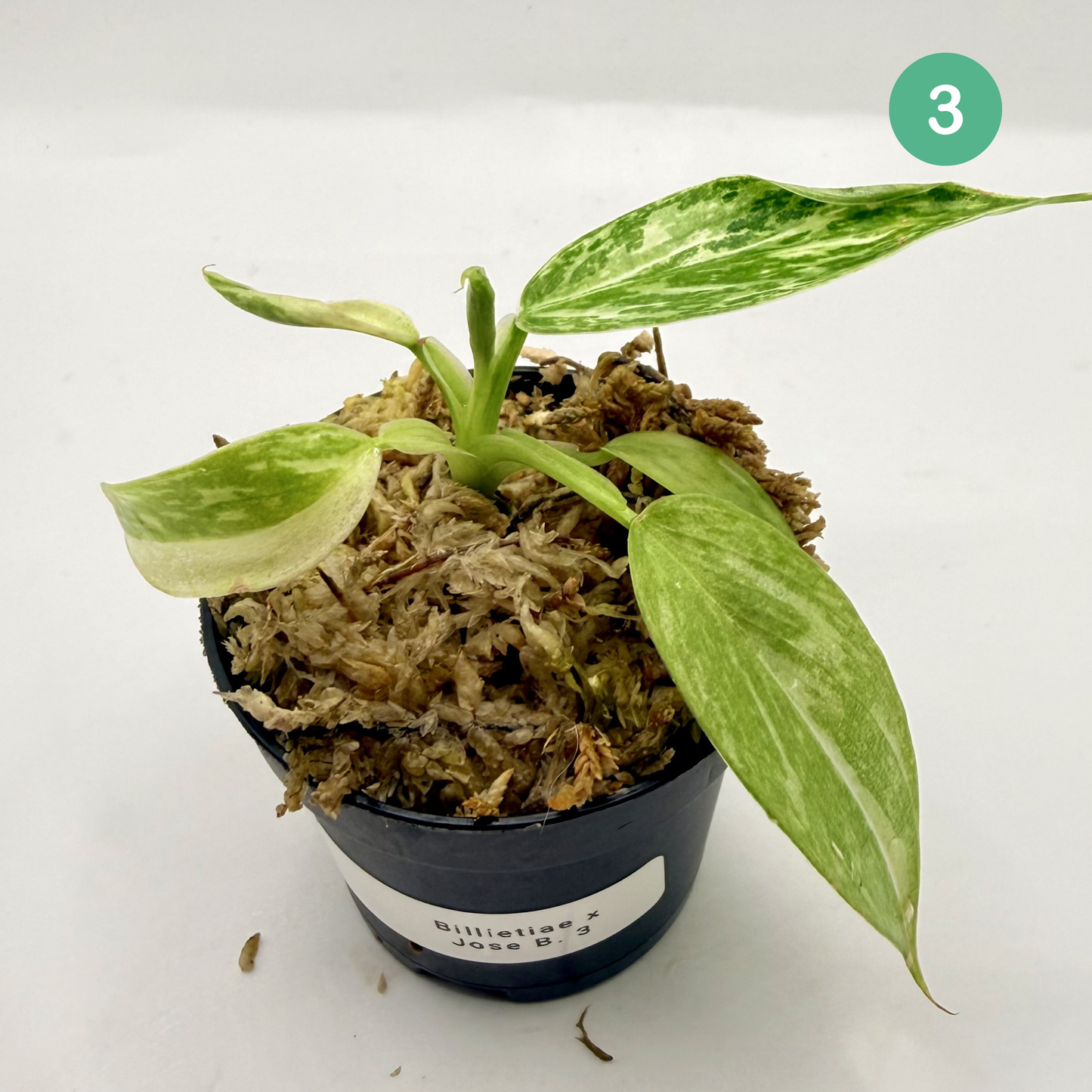 Philodendron Billietiae x José Buono Variegated