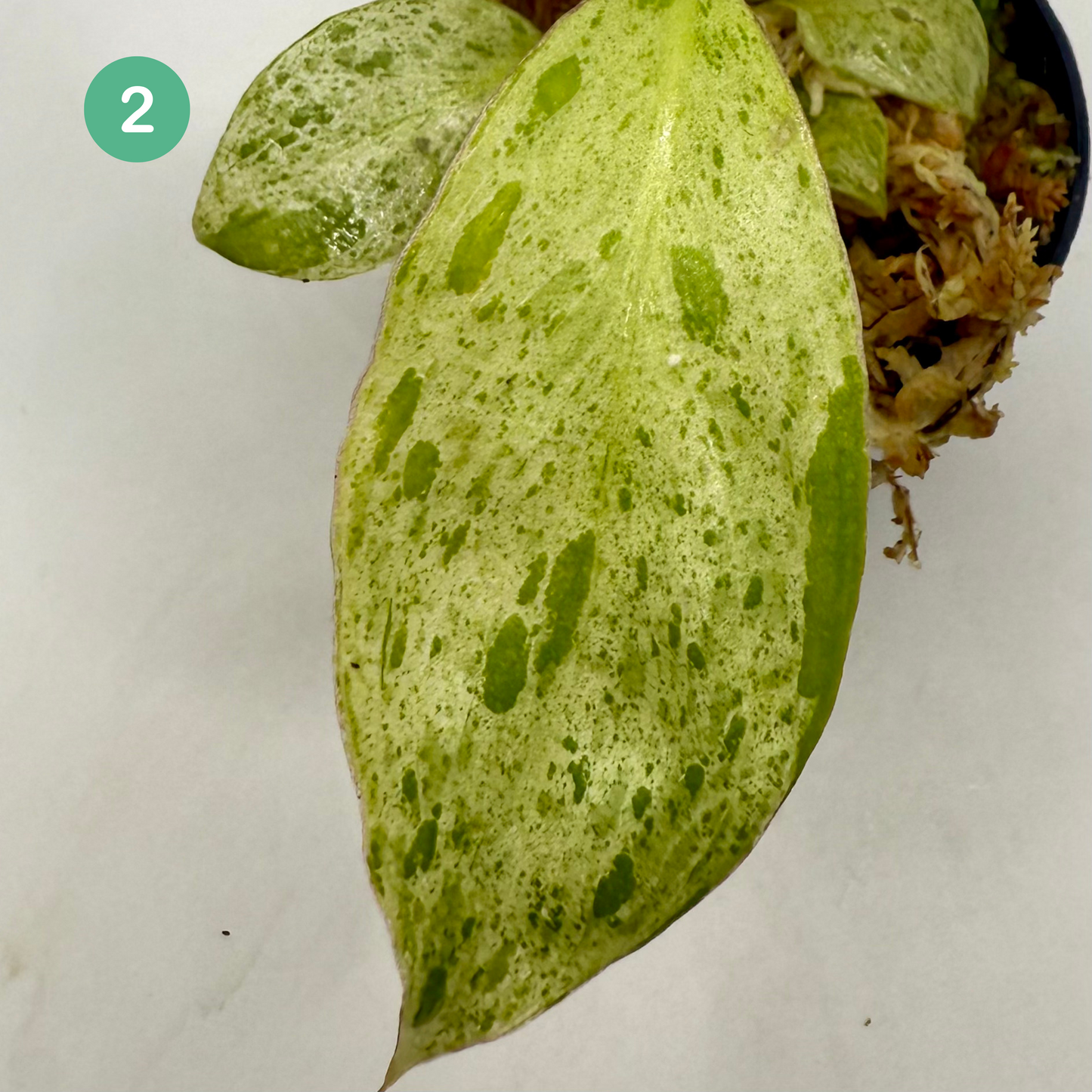 Philodendron Paraíso Verde Albo Variegated