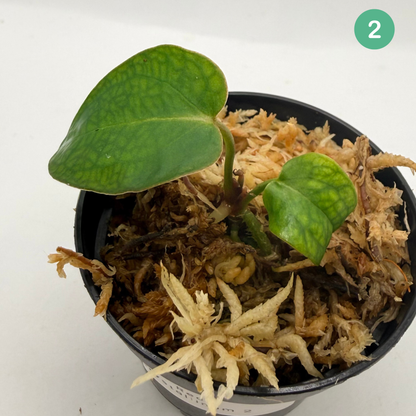Anthurium Red Crystallinum