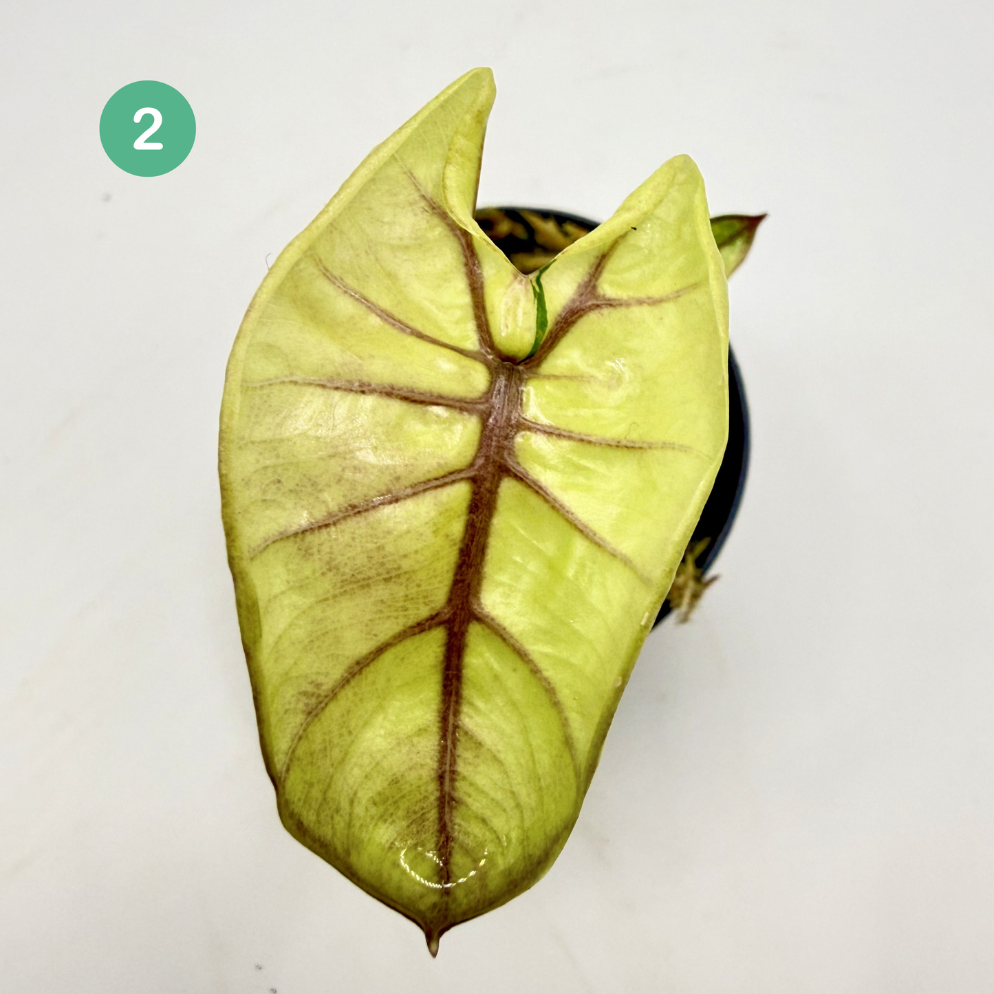 Alocasia Plumbea Nigra Albo/Pink Variegata