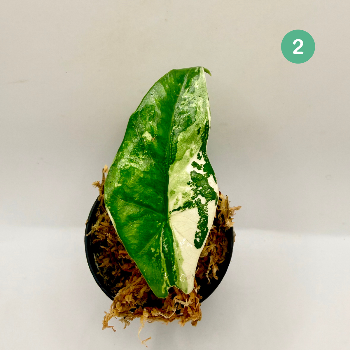 Alocasia Simpo Albo Variegata