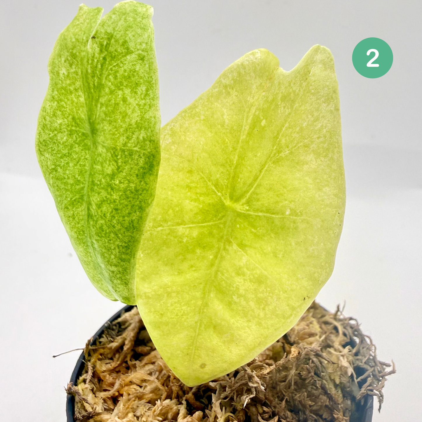 Alocasia Longiloba Mottled Variegata