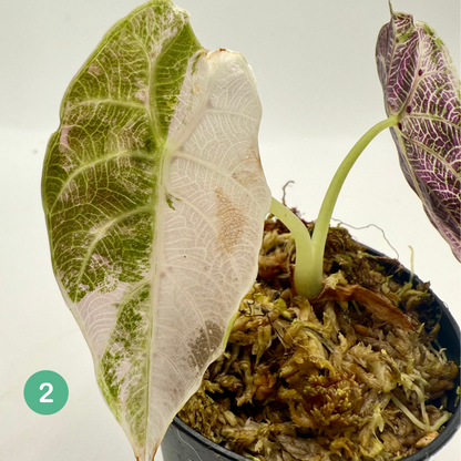 Alocasia Watsoniana - Albo/Pink Variegata