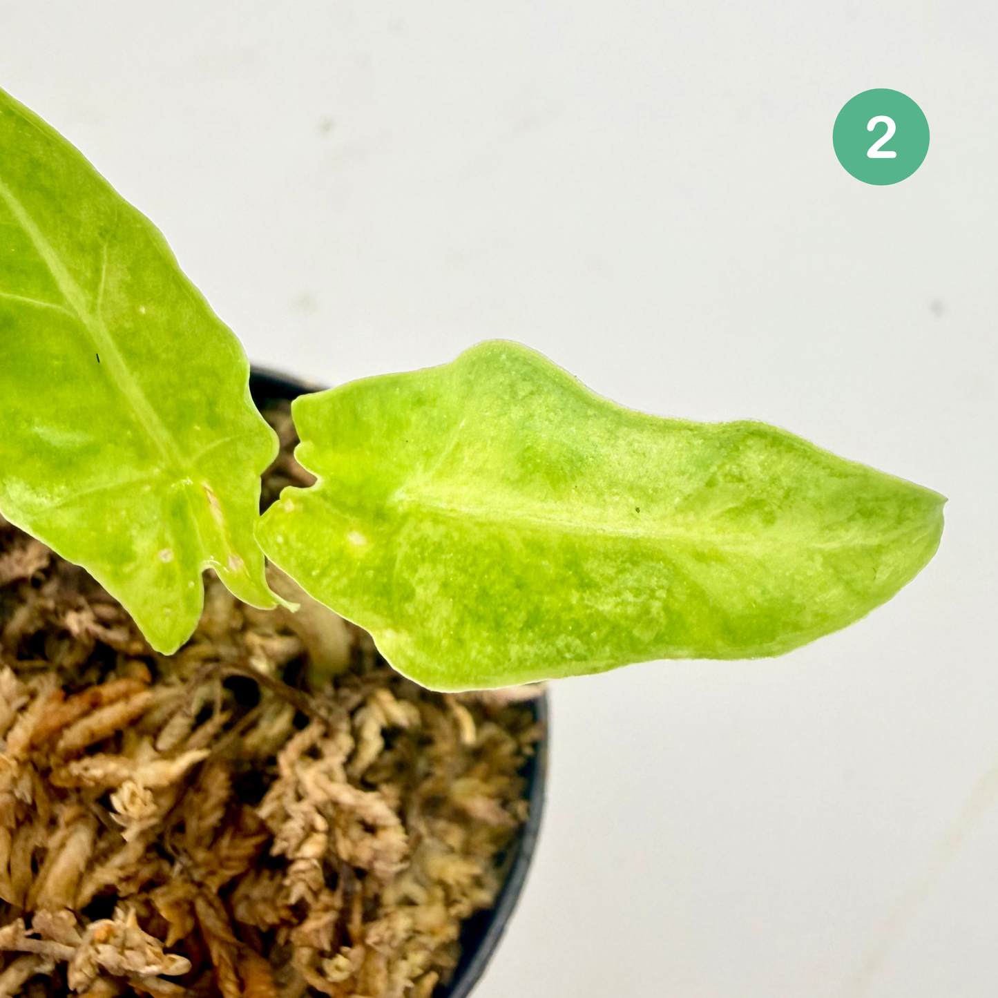 Alocasia Portei Aurea Variegata