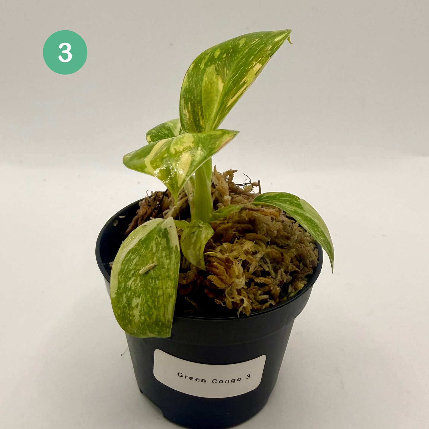 Philodendron Green Congo Variegated