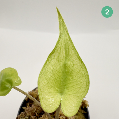 Alocasia Stingray Mint Variegata