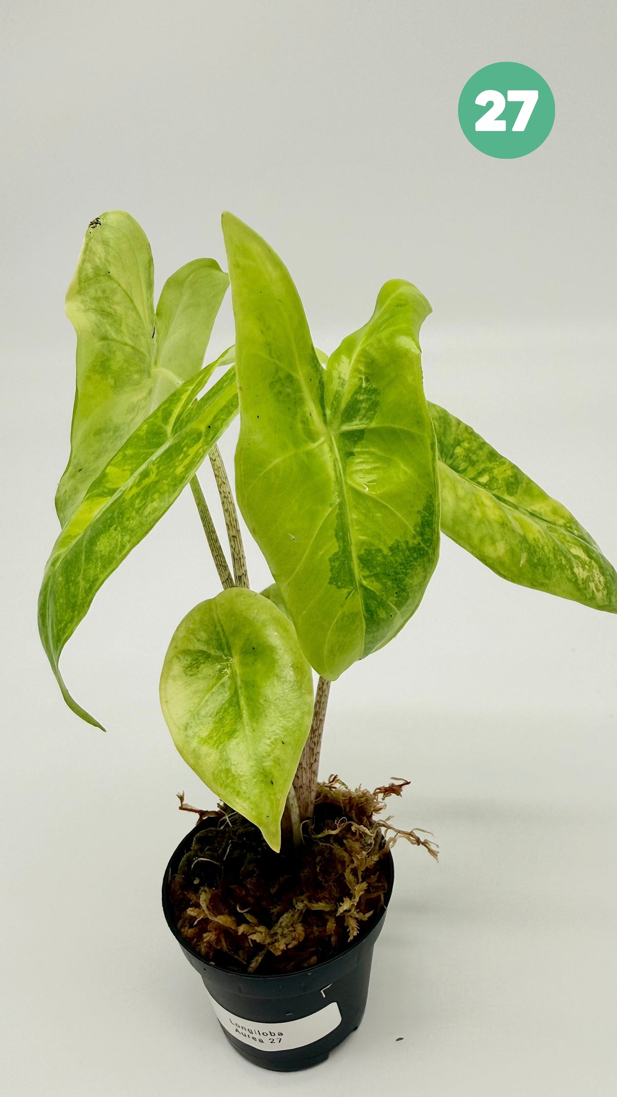 Alocasia Longiloba Aurea Variegata