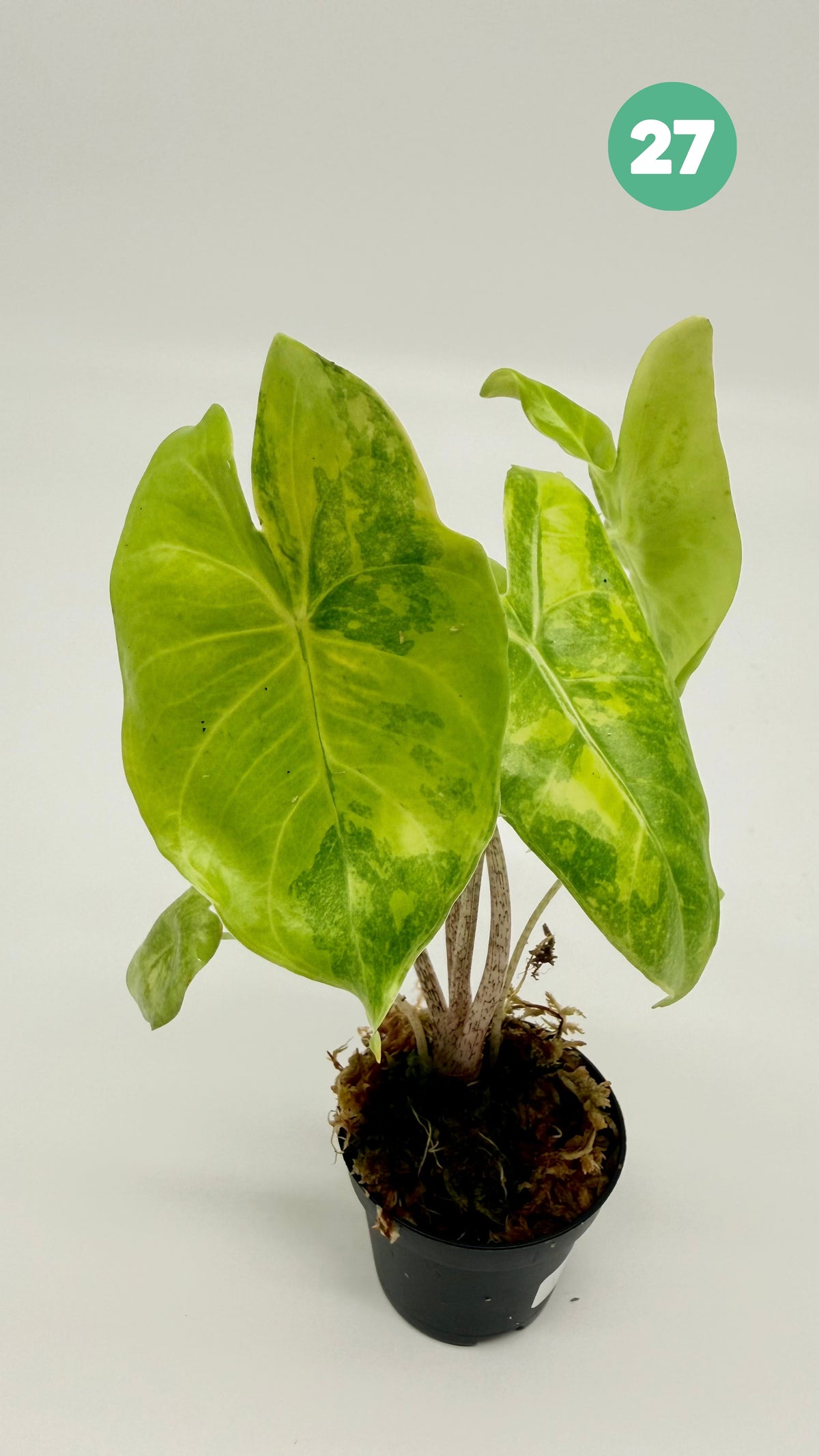 Alocasia Longiloba Aurea Variegata